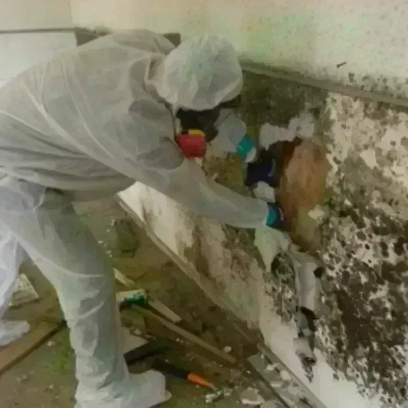 Mold Remediation and Removal in Oracle, AZ